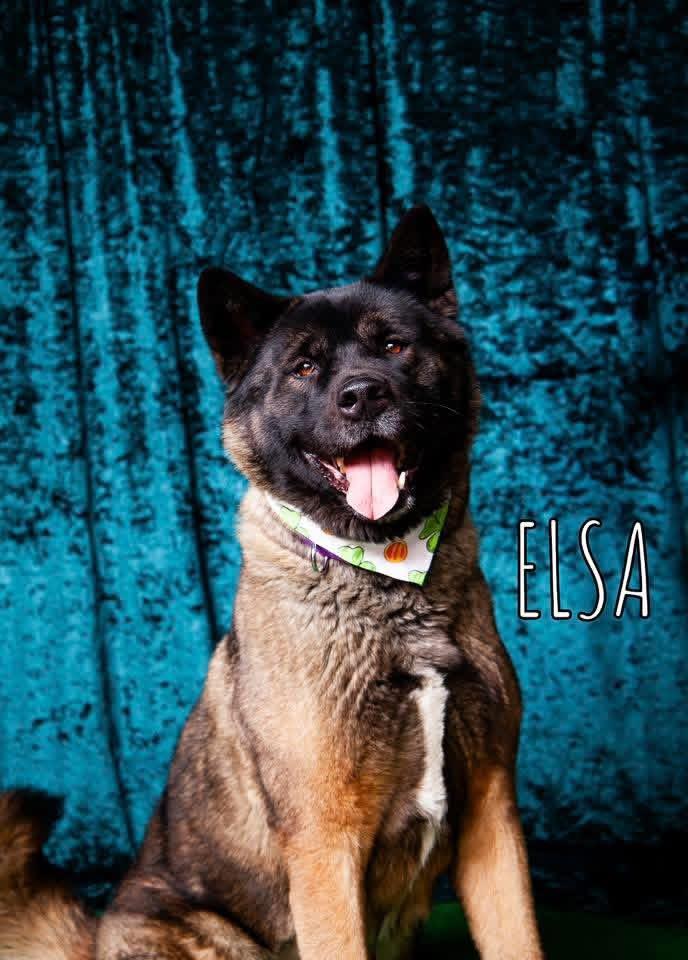 Elsa, ADOPTABLE, Adult Female Akita.
