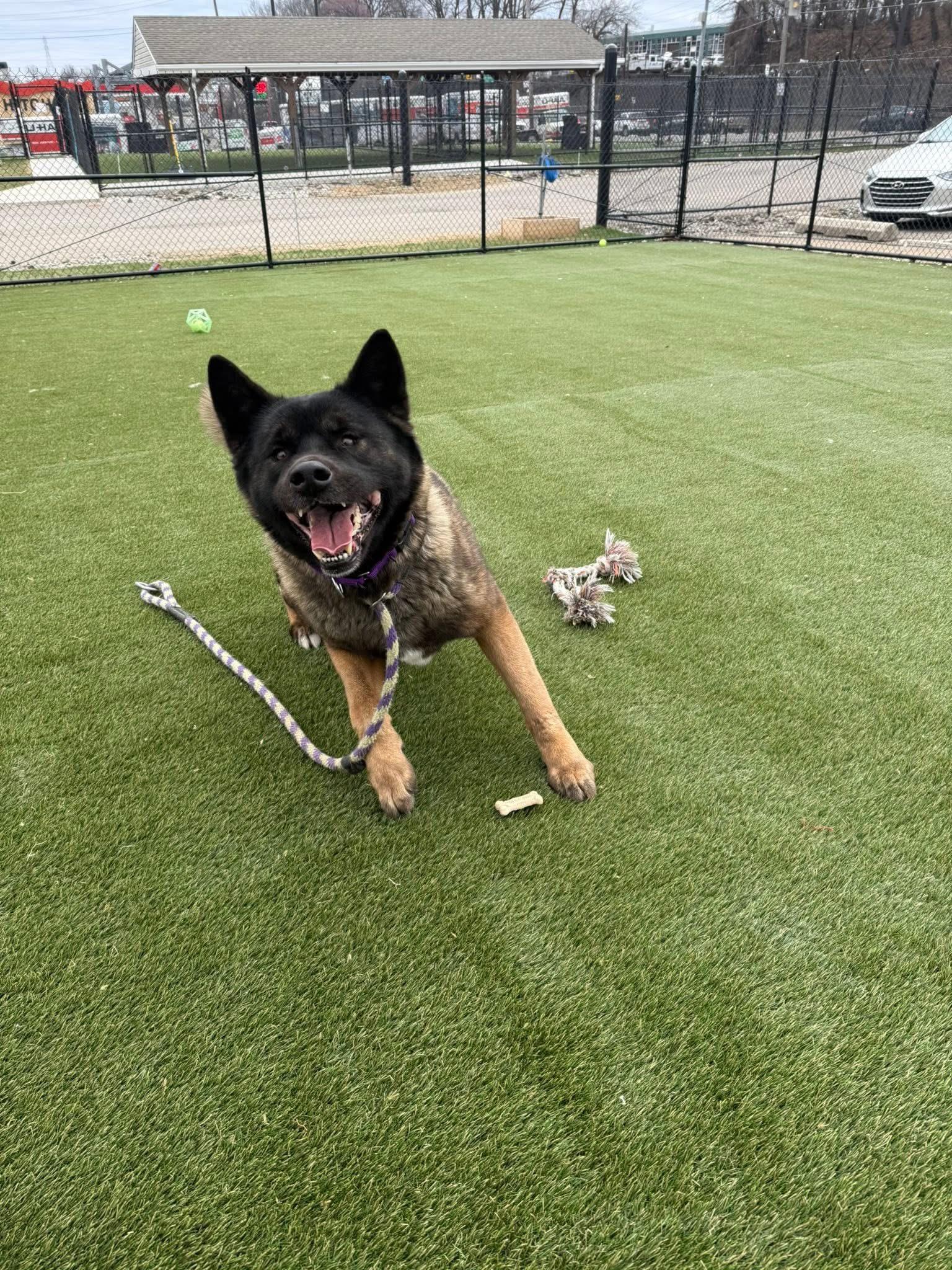 Enlarge Elsa, a ADOPTABLE Akita in Toms River, NJ image 4/5