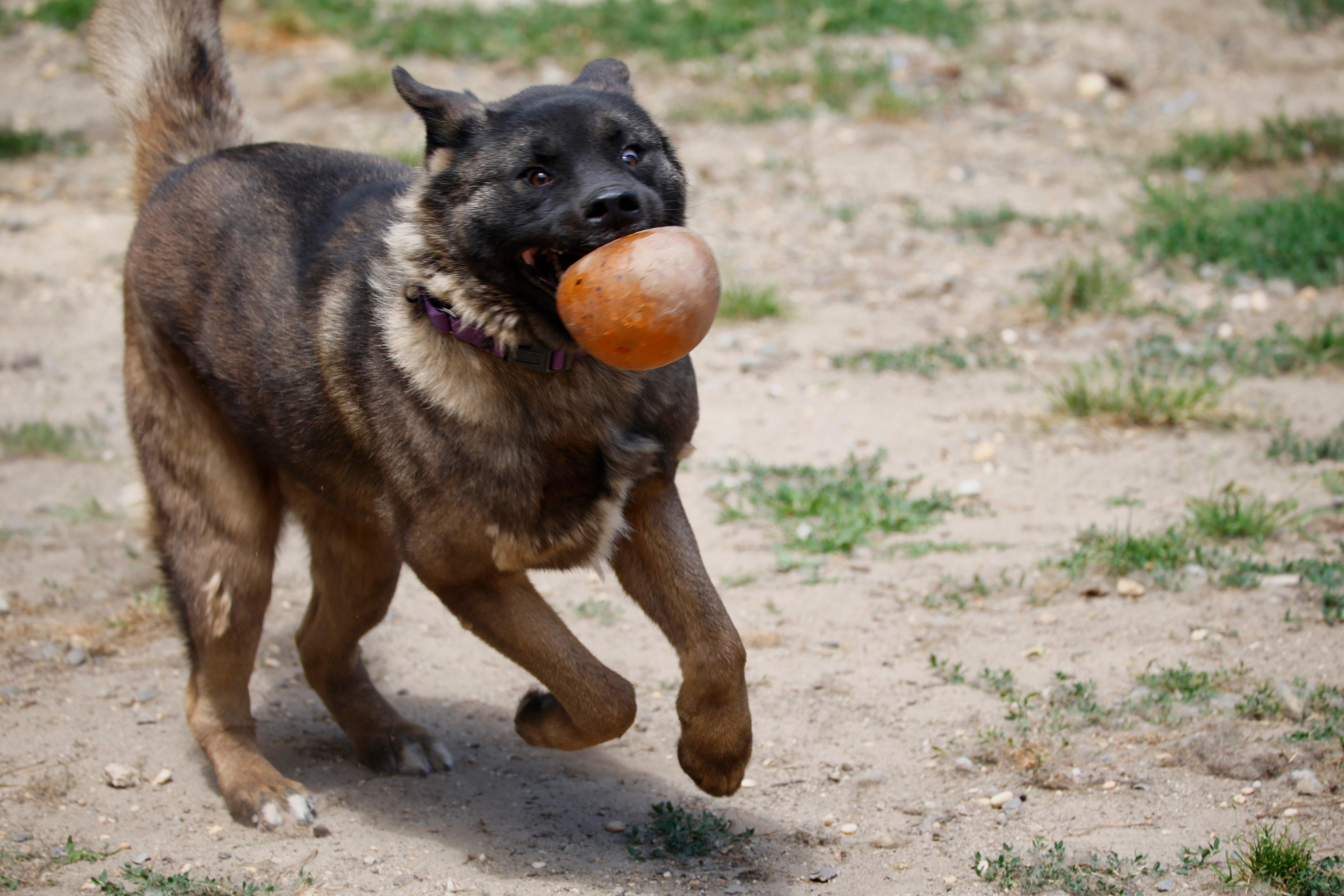 Enlarge Elsa, a ADOPTABLE Akita in Toms River, NJ image 2/5