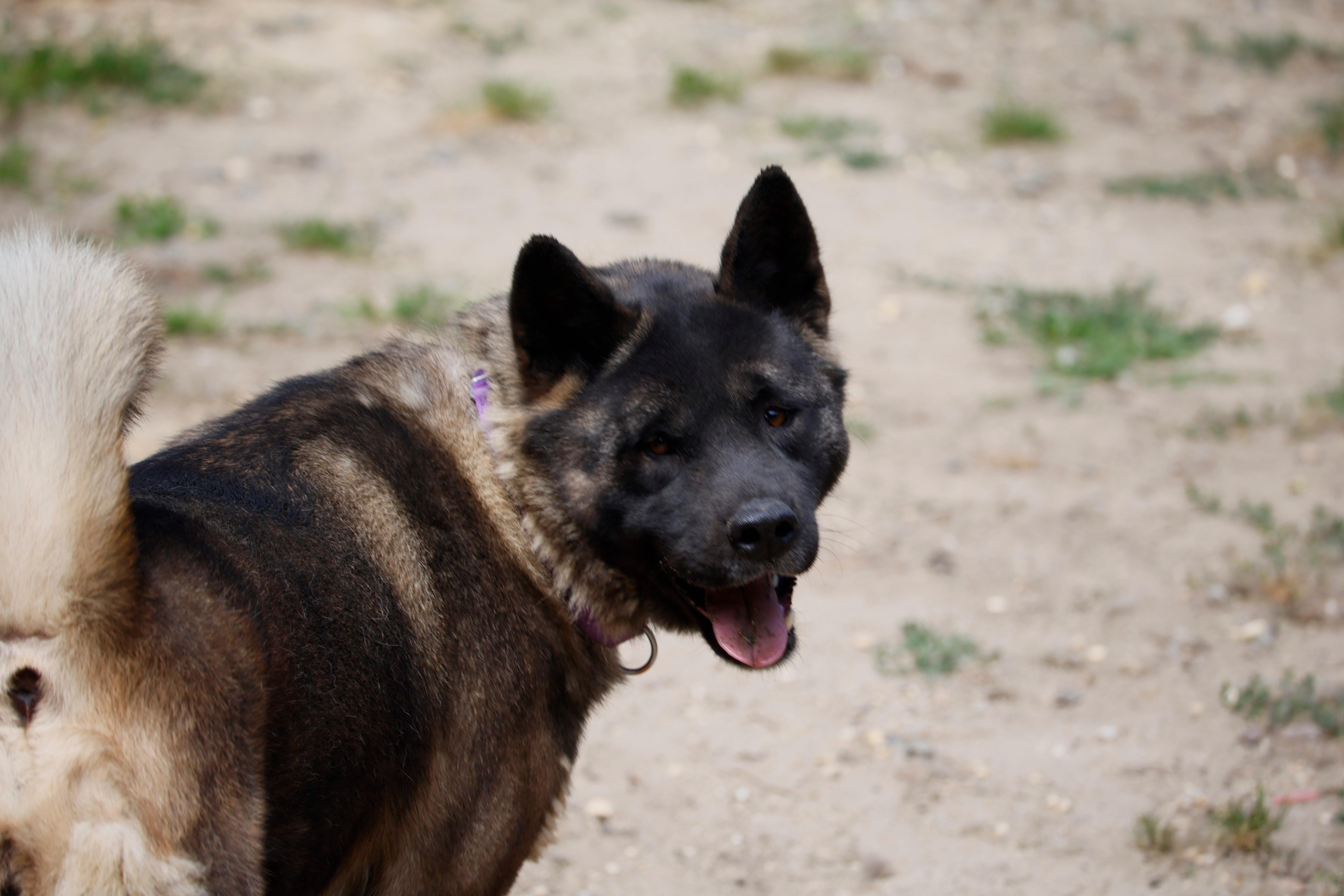 Enlarge Elsa, a ADOPTABLE Akita in Toms River, NJ image 5/5
