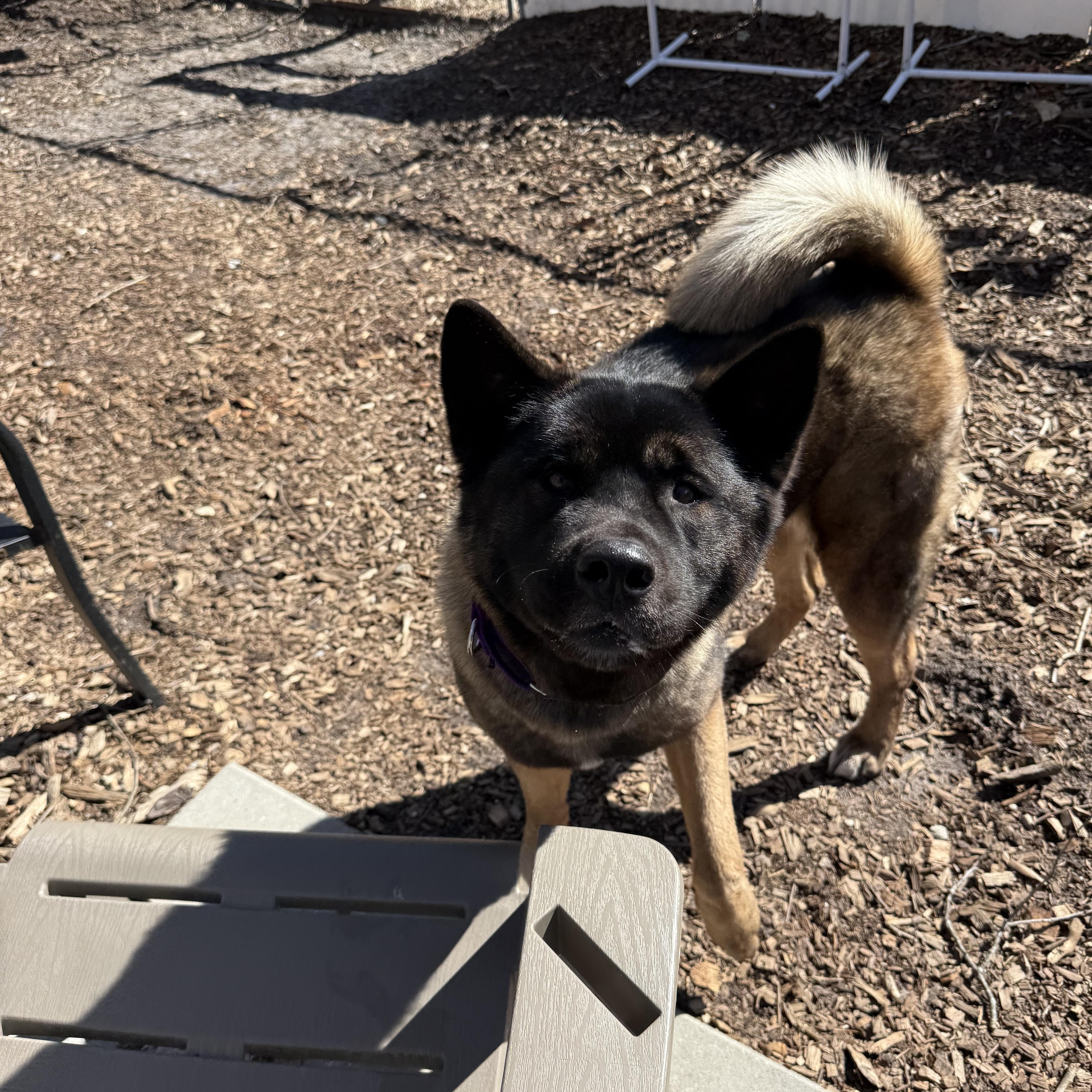 Enlarge Elsa, a ADOPTABLE Akita in Toms River, NJ image 3/5