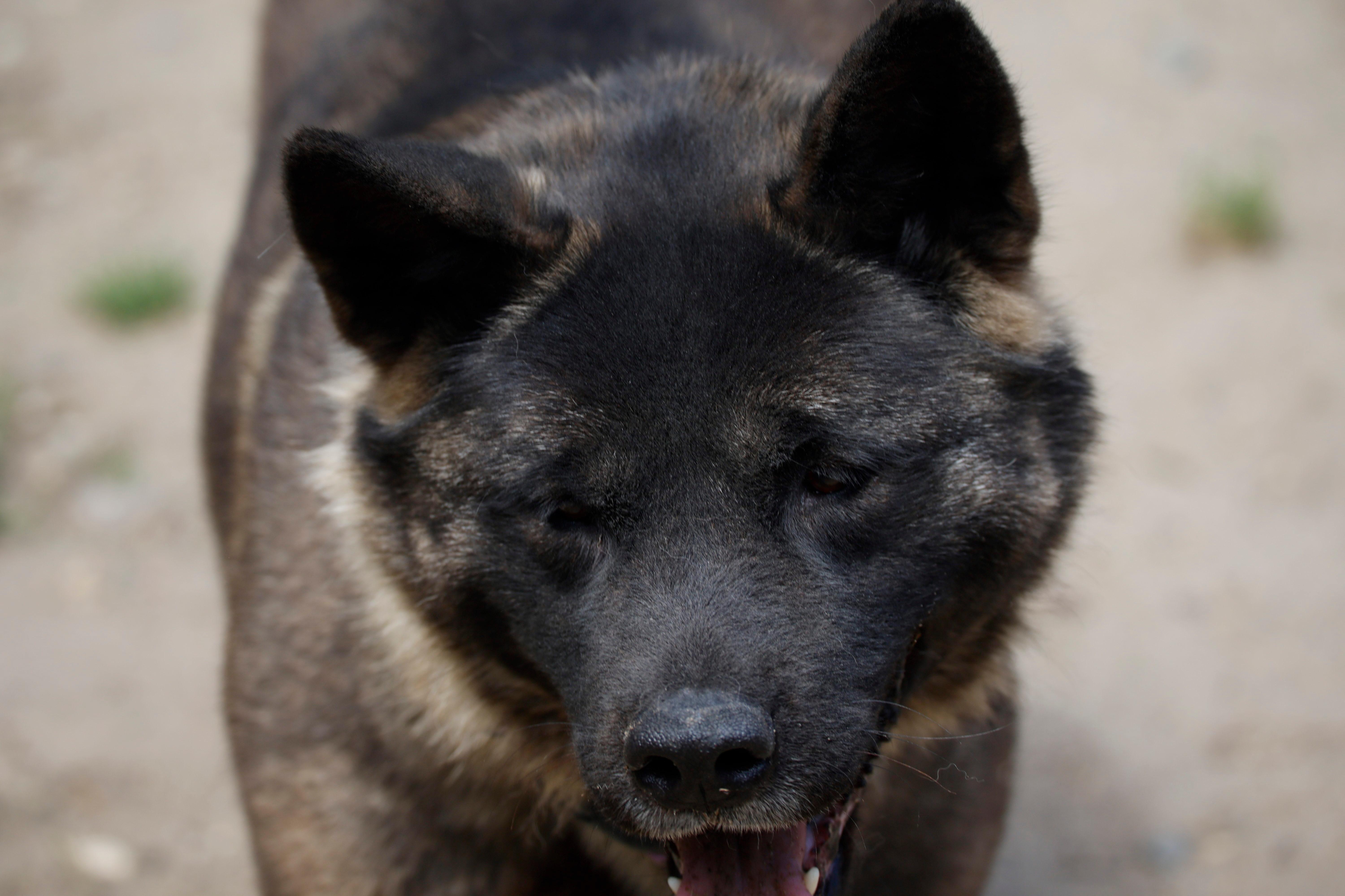 Enlarge Elsa, a ADOPTABLE Akita in Toms River, NJ image 3/5