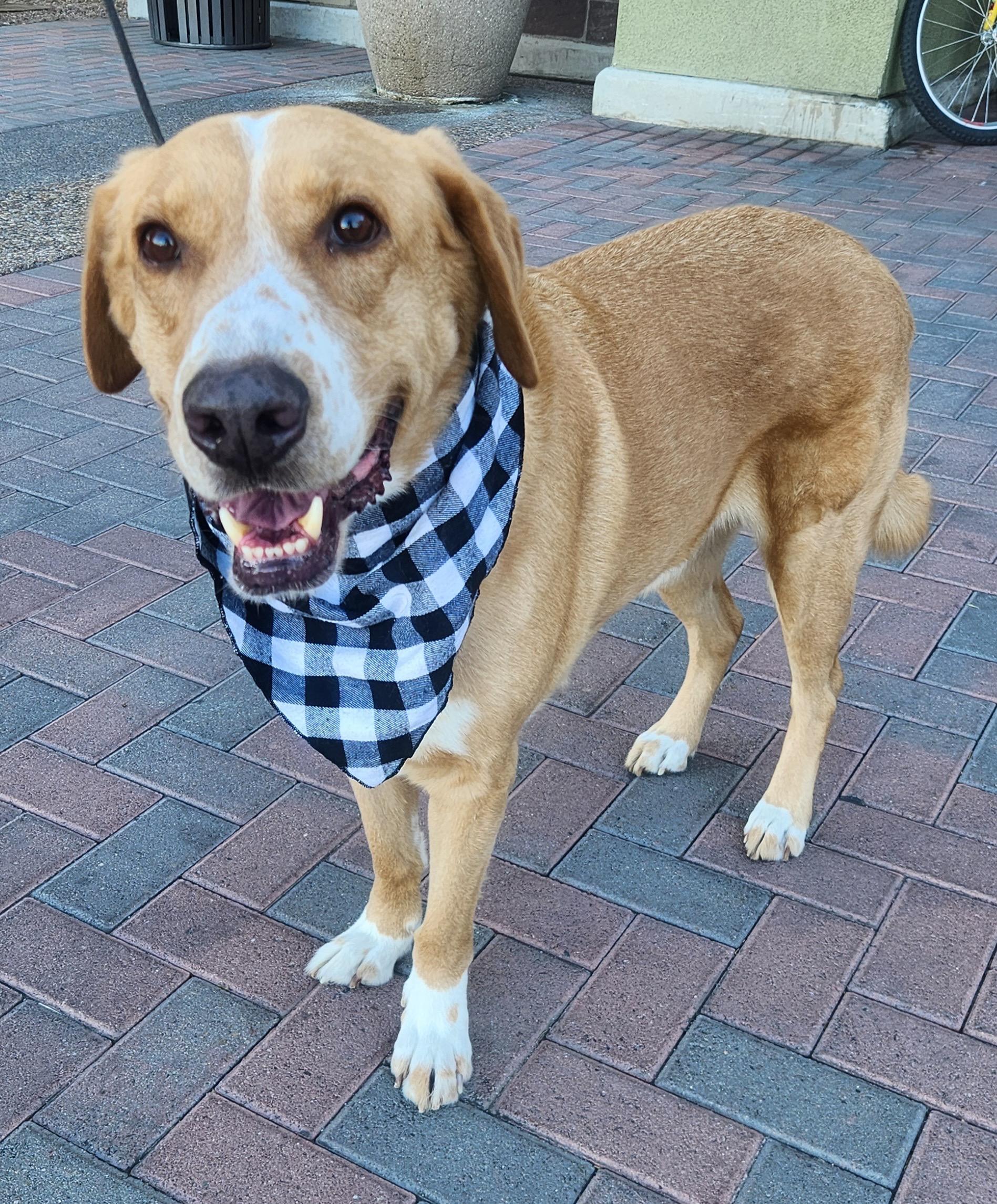 PATCHES, a Adoptable Mixed Breed in Las Vegas, NV image 1/10
