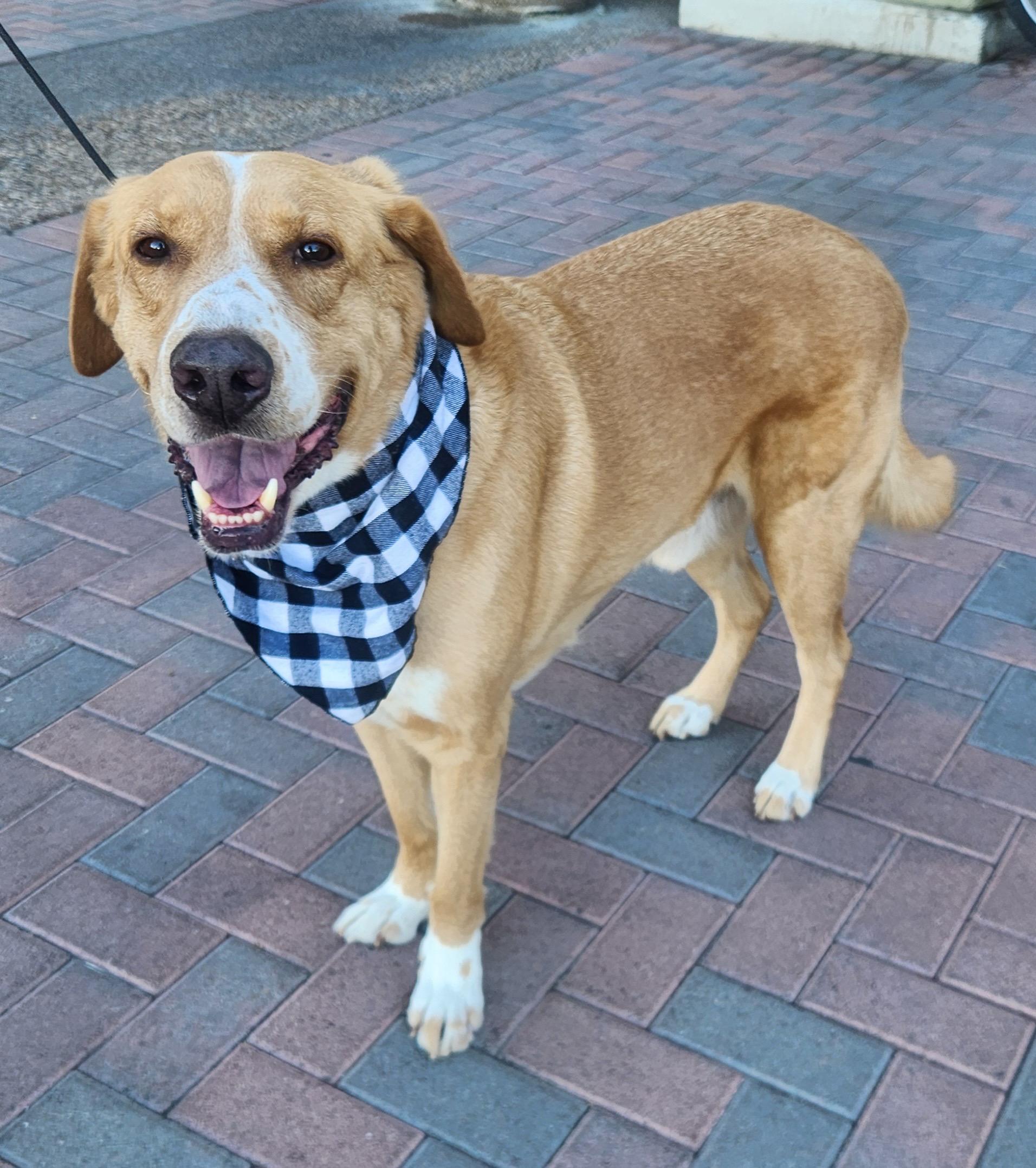PATCHES, a Adoptable Mixed Breed in Las Vegas, NV image 3/10