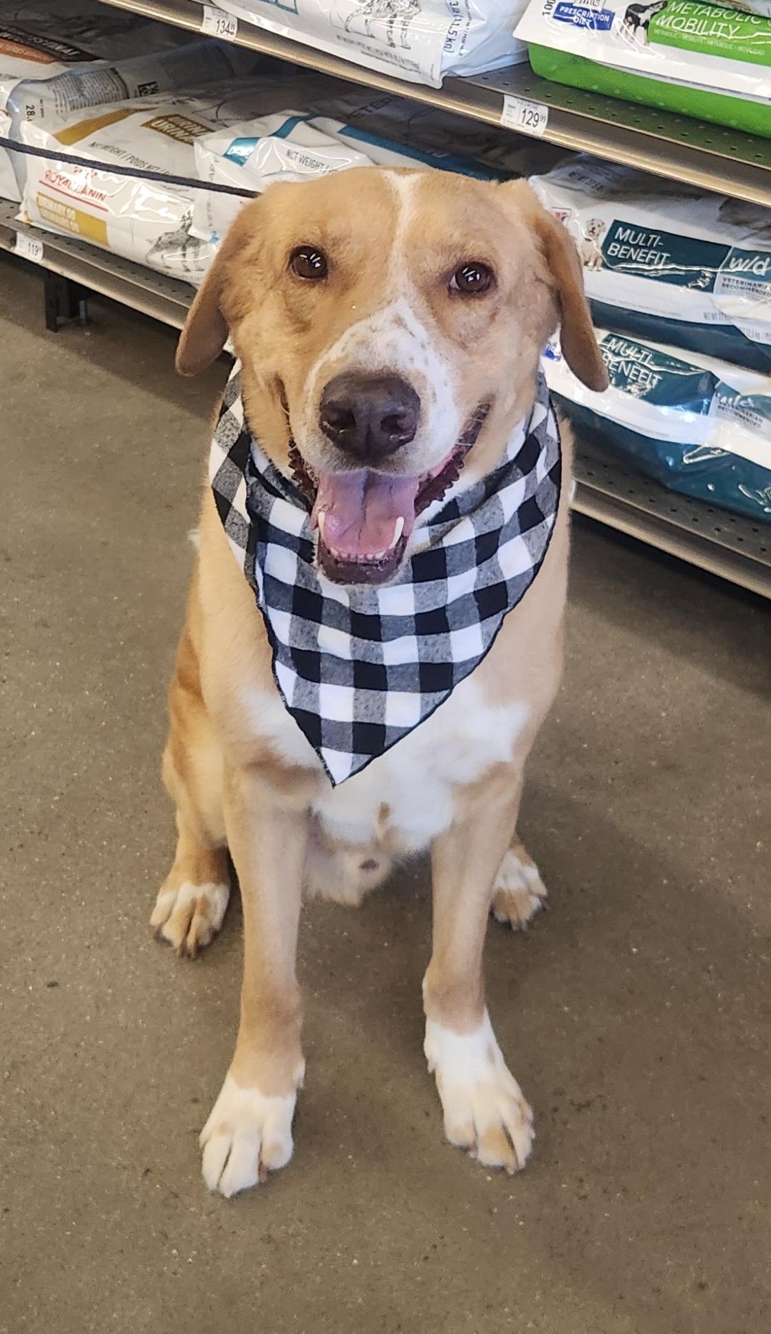 PATCHES, a Adoptable Mixed Breed in Las Vegas, NV image 4/10