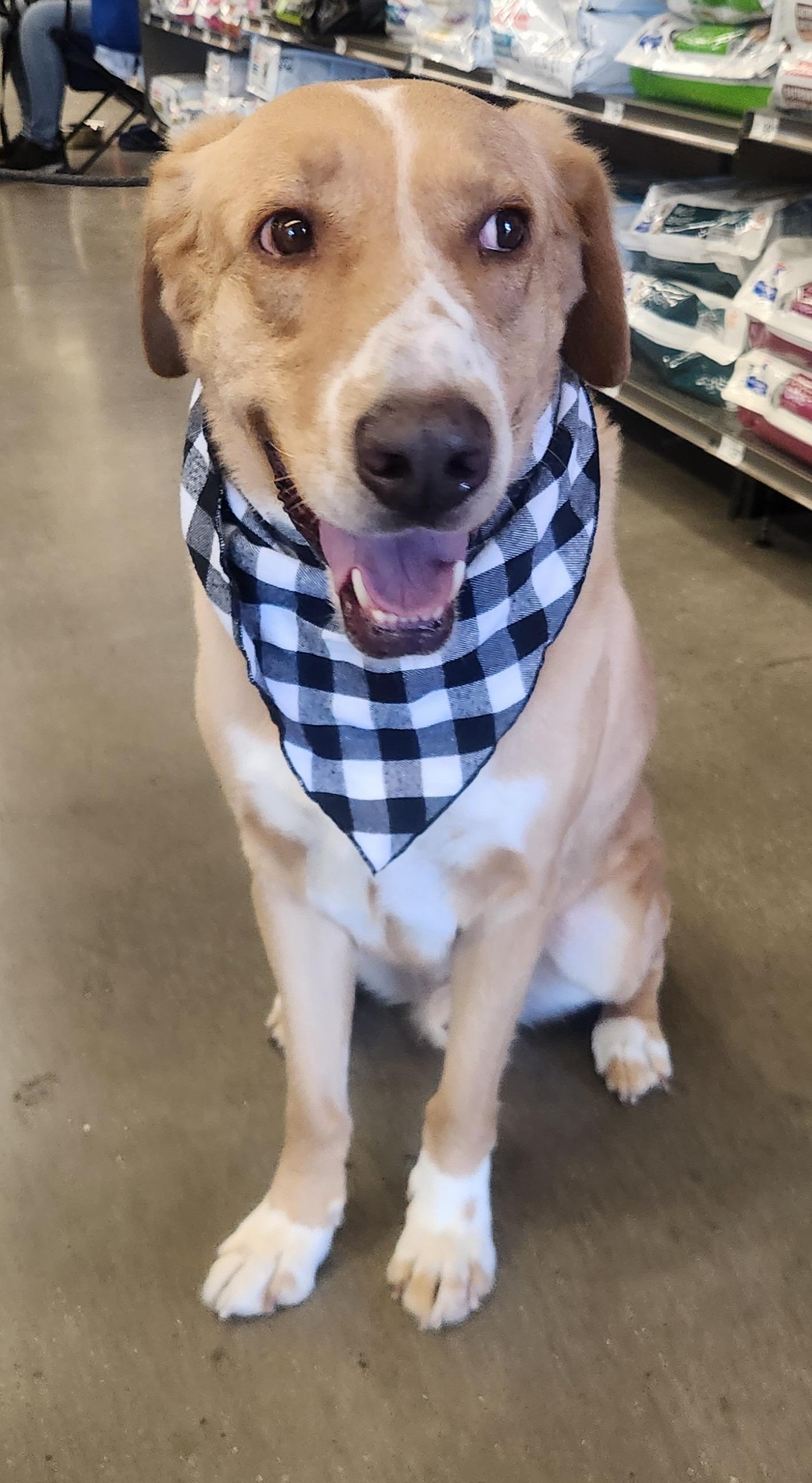 Enlarge PATCHES, a Adoptable Mixed Breed in Las Vegas, NV image 9/10