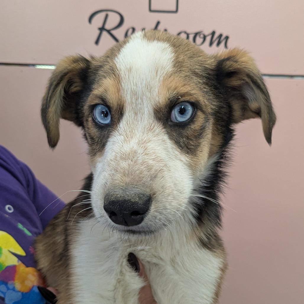 Cheese, Adoptable, Puppy Male Mixed Breed.