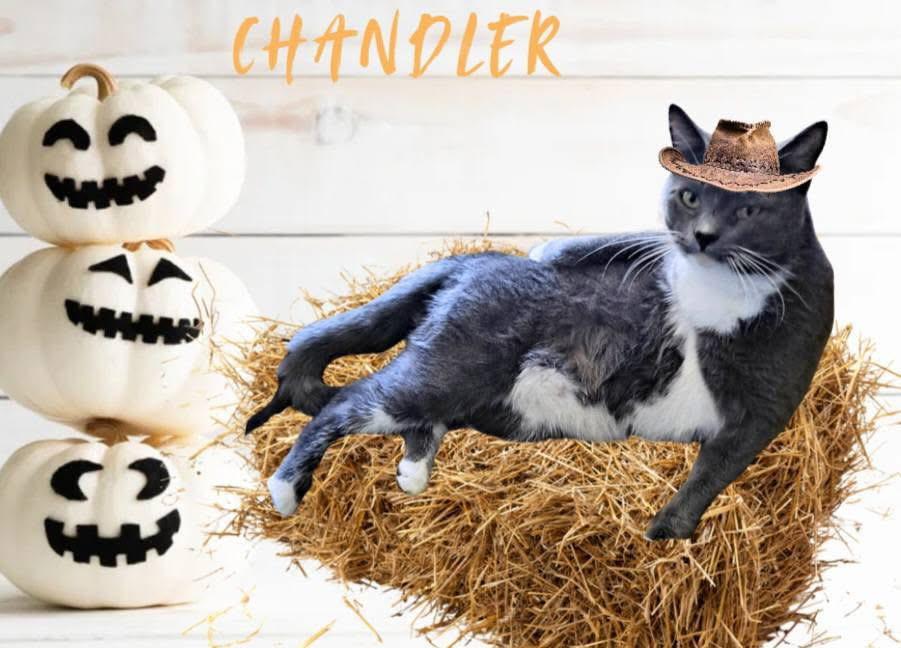 Chandler photo 2