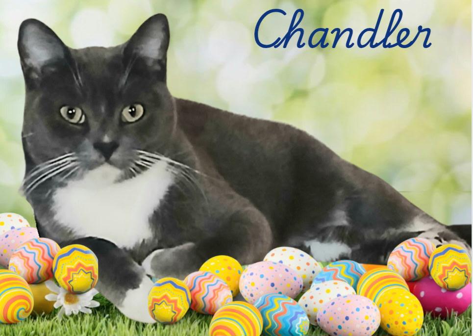 Chandler photo 1