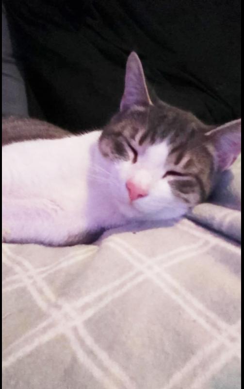 Porky Avery, Adoptable, Kitten Male Domestic Short Hair.