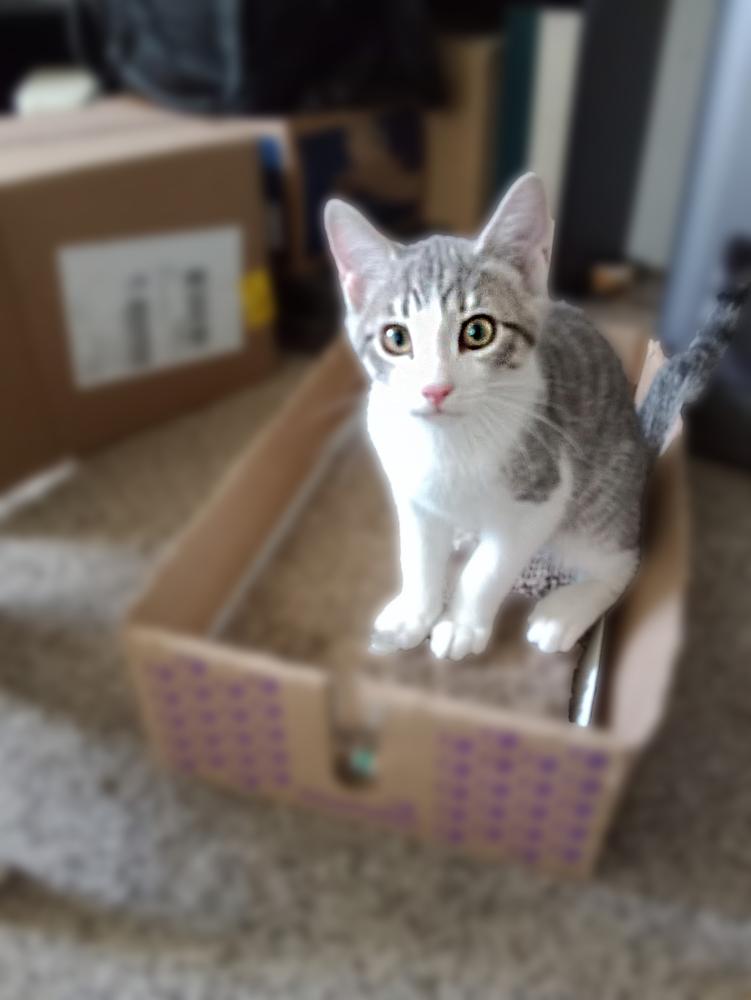 Porky Avery, Adoptable, Kitten Male Domestic Short Hair.