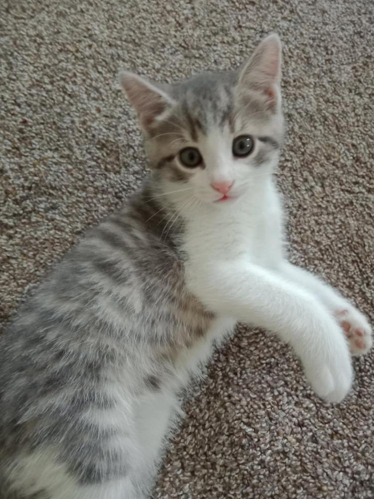 Enlarge Porky Avery, a Adoptable Domestic Short Hair in Mount Laurel, NJ image 2/4