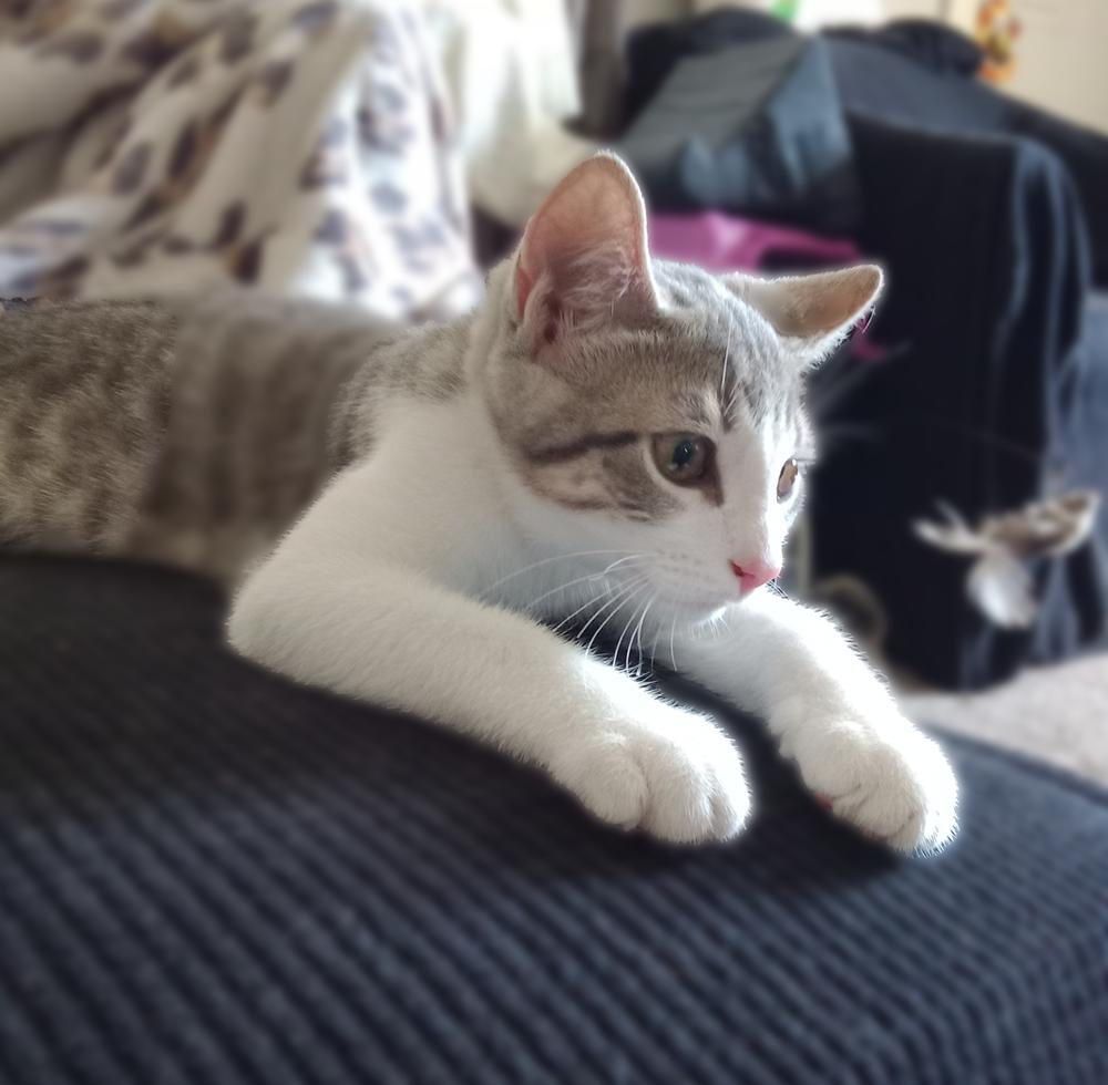 Enlarge Porky Avery, a Adoptable Domestic Short Hair in Mount Laurel, NJ image 3/4