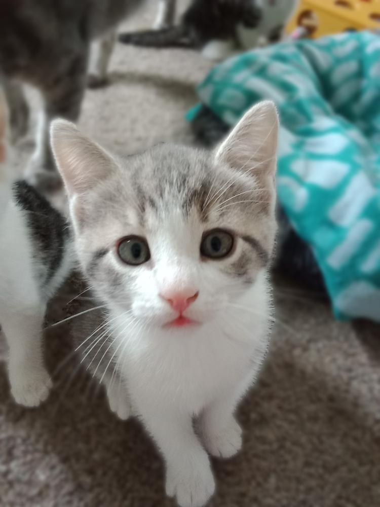 Enlarge Porky Avery, a Adoptable Domestic Short Hair in Mount Laurel, NJ image 4/4