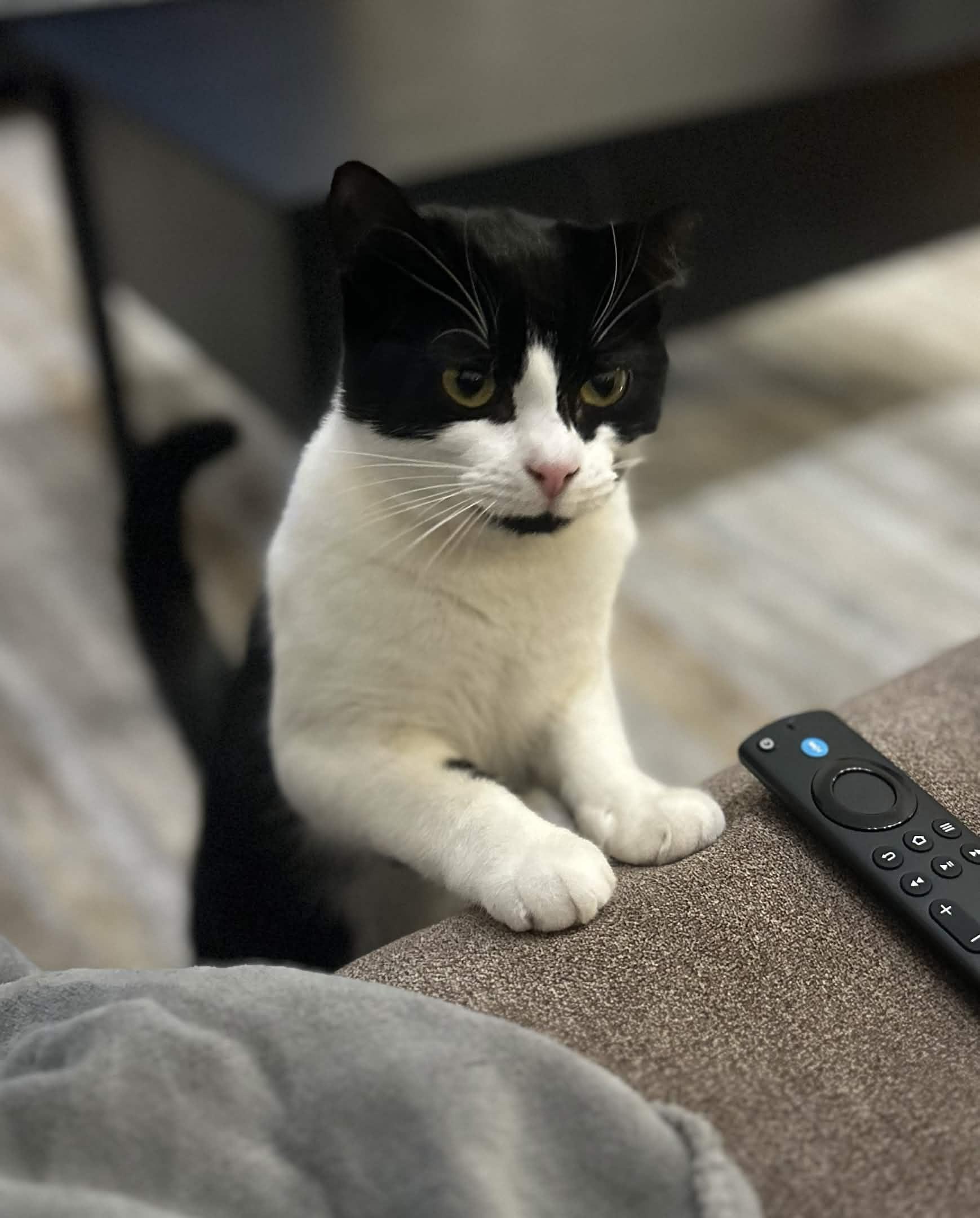 Enlarge Primrose, a Adoptable Domestic Short Hair in Weehawken, NJ image 6/6