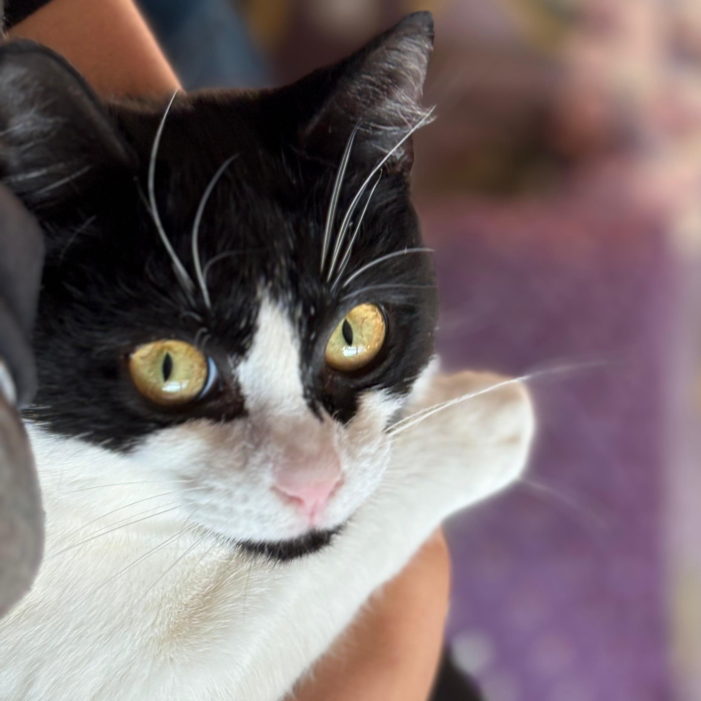 Enlarge Primrose, a Adoptable Domestic Short Hair in Weehawken, NJ image 2/6