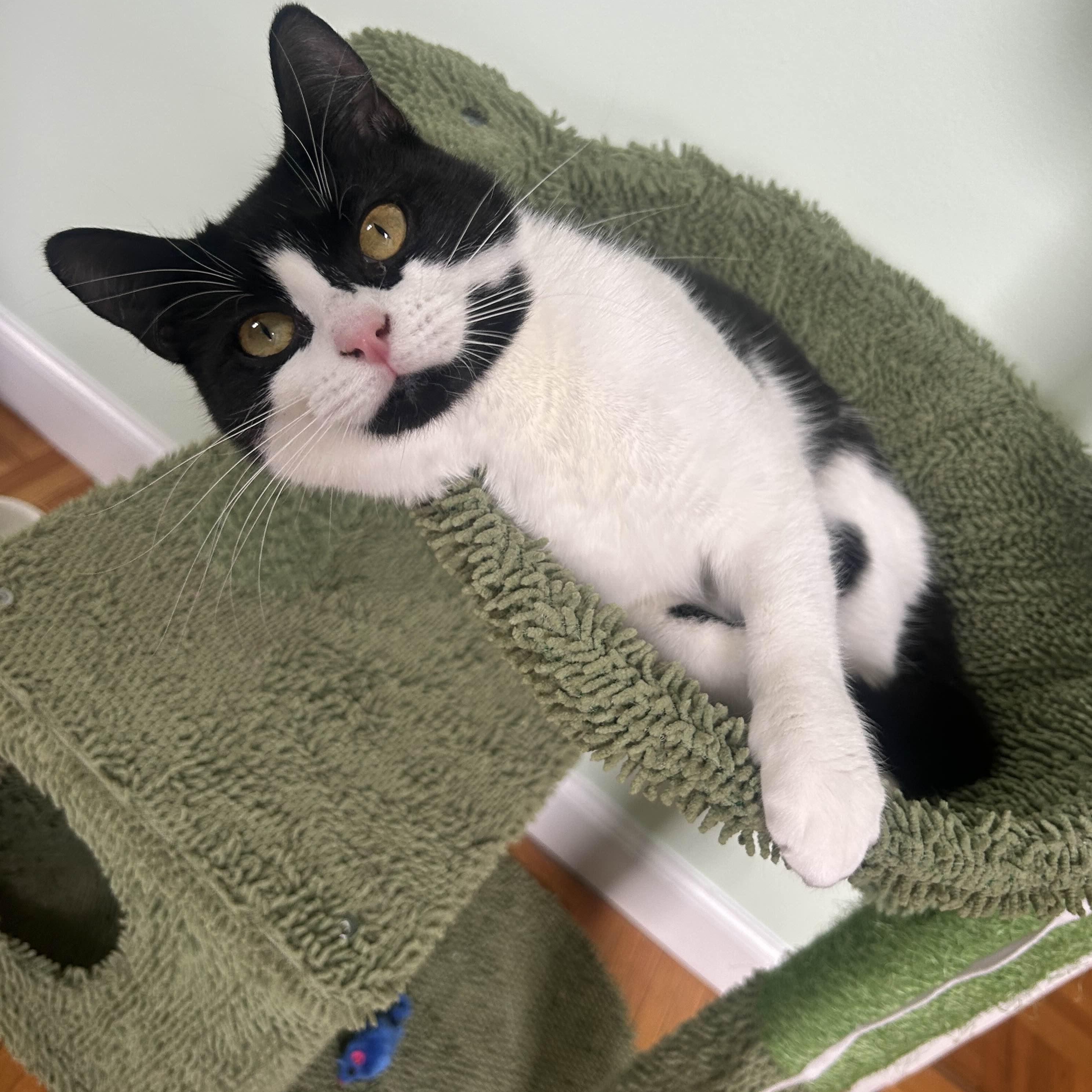 Enlarge Primrose, an adopted Domestic Short Hair in Weehawken, NJ image 1/6