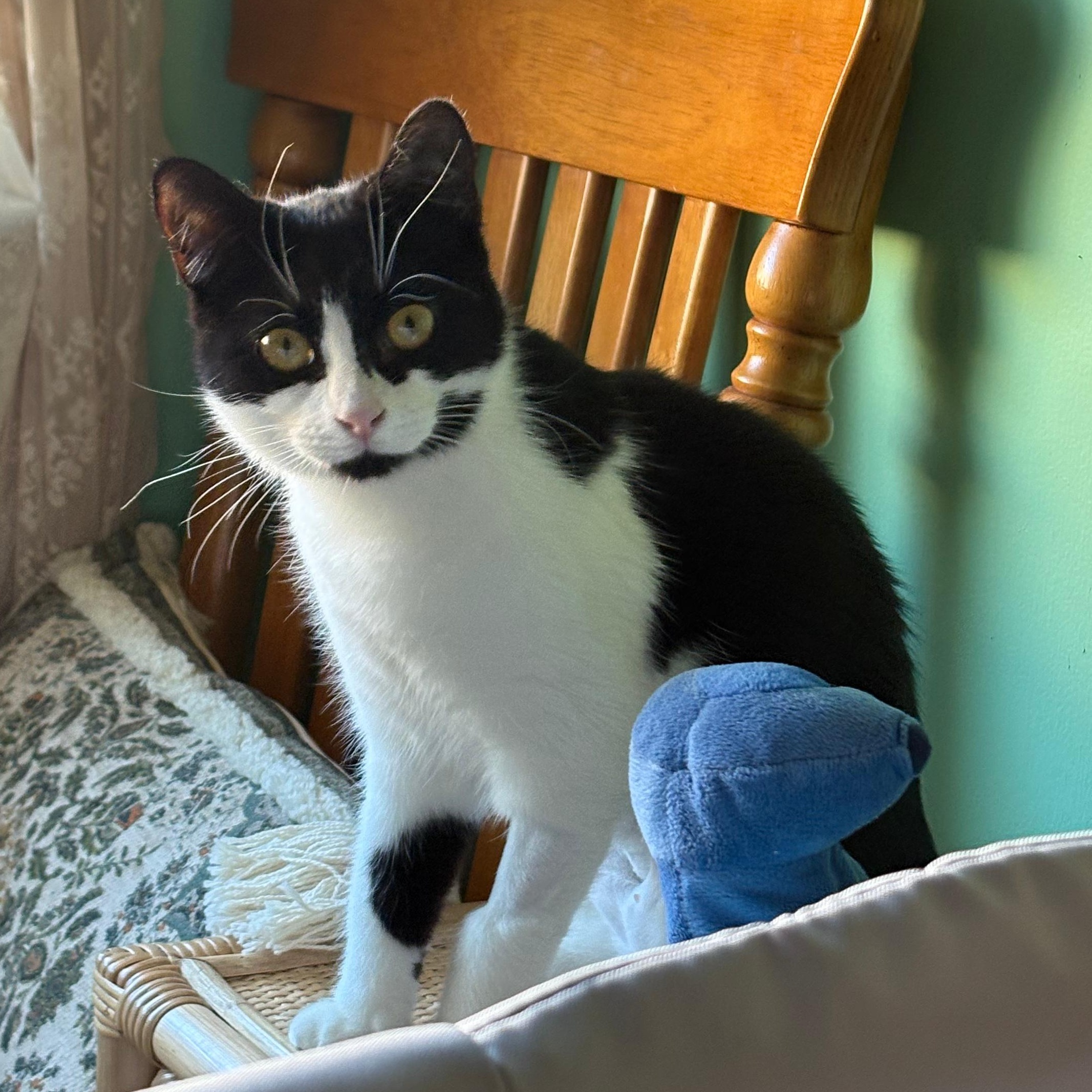 Enlarge Primrose, a Adoptable Domestic Short Hair in Weehawken, NJ image 3/6