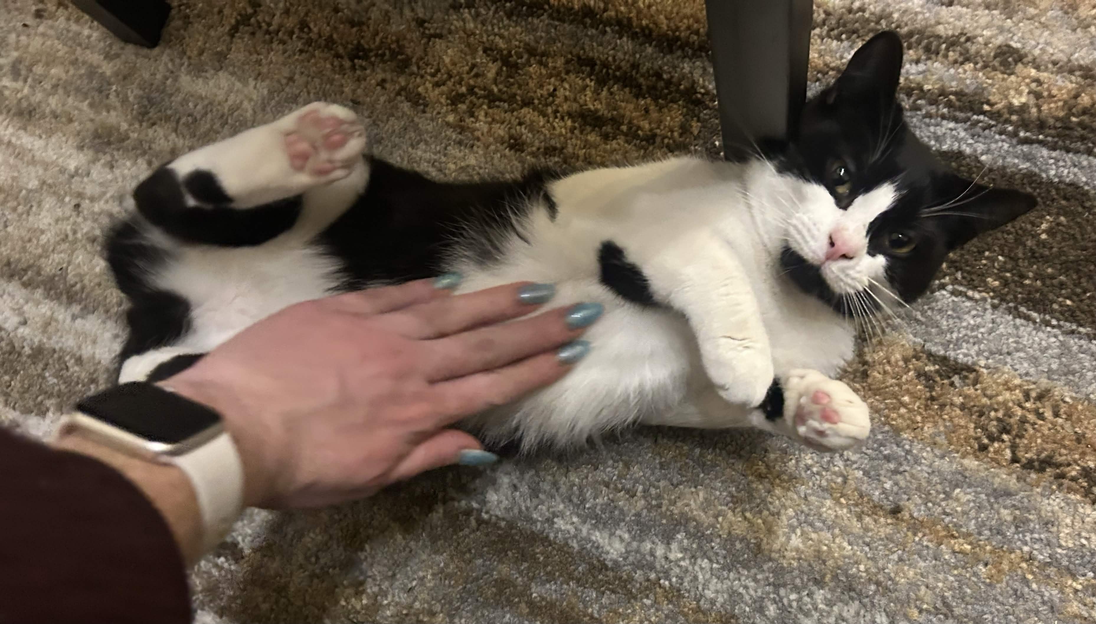 Enlarge Primrose, a Adoptable Domestic Short Hair in Weehawken, NJ image 4/6