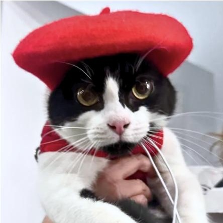 Enlarge Primrose, an adopted Domestic Short Hair in Weehawken, NJ image 2/6