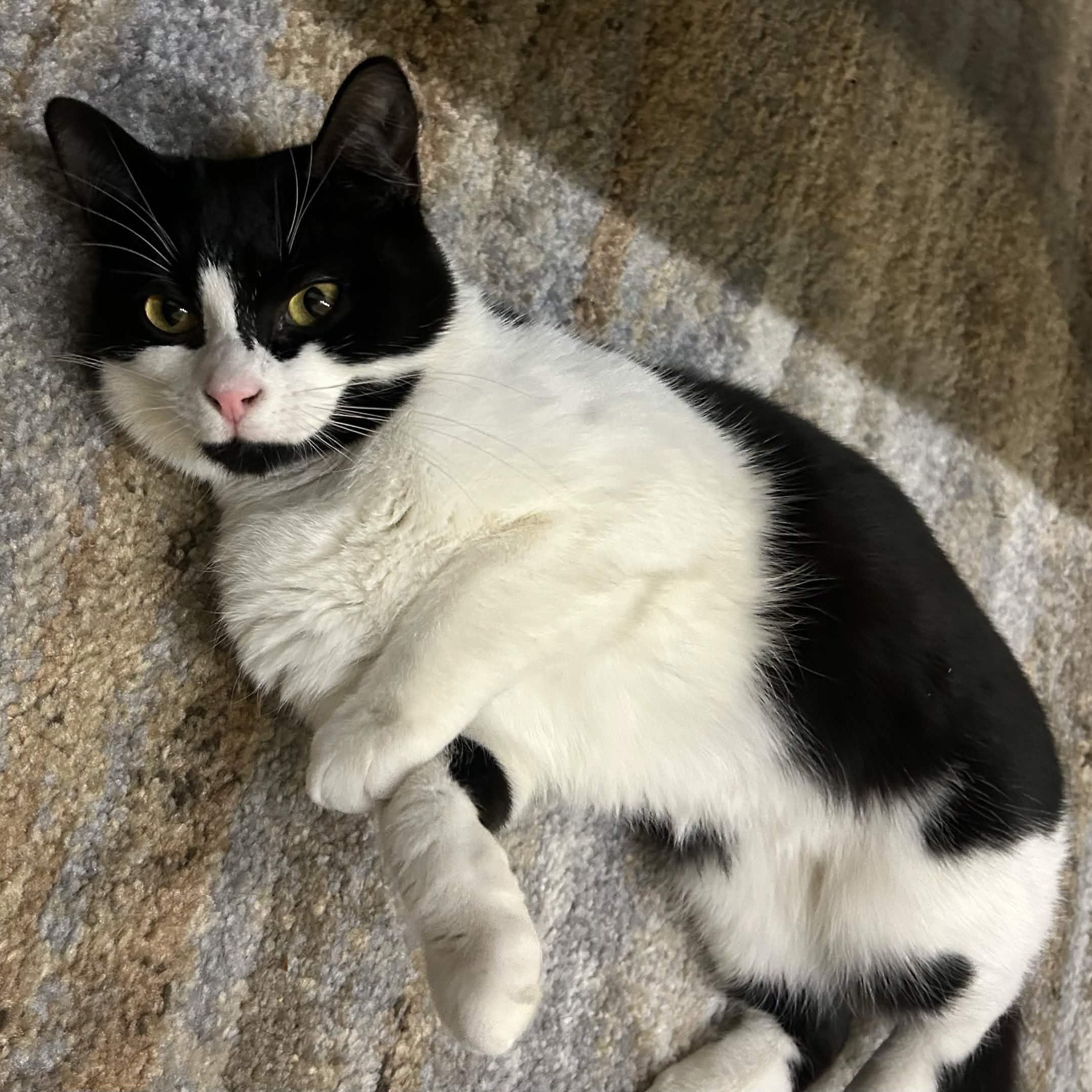 Enlarge Primrose, a Adoptable Domestic Short Hair in Weehawken, NJ image 1/6