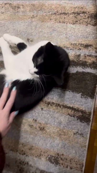 Enlarge Primrose, a Adoptable Domestic Short Hair in Weehawken, NJ video 5/6