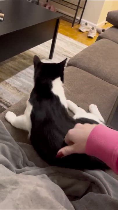 Enlarge Primrose, an adopted Domestic Short Hair in Weehawken, NJ video 6/6