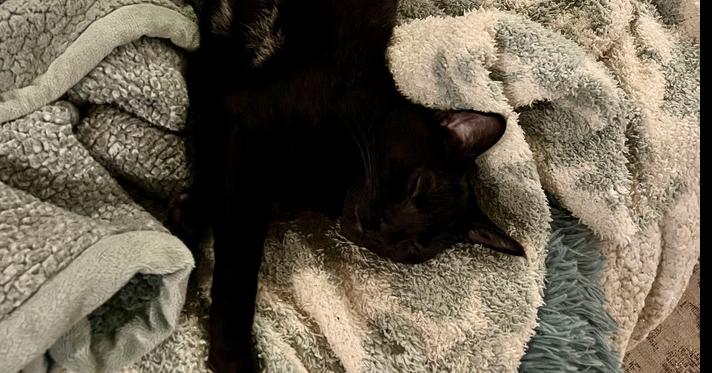 Enlarge Vogue, a Adoptable Domestic Short Hair in Emerald Isle, NC image 1/3