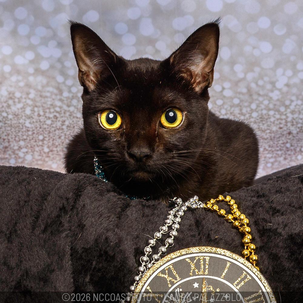 Enlarge Vogue, a Adoptable Domestic Short Hair in Emerald Isle, NC image 3/3