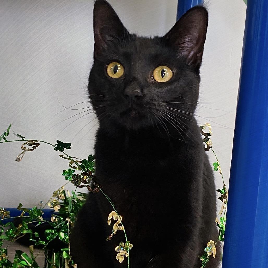 Sally, Adoptable, Young Female Domestic Medium Hair.