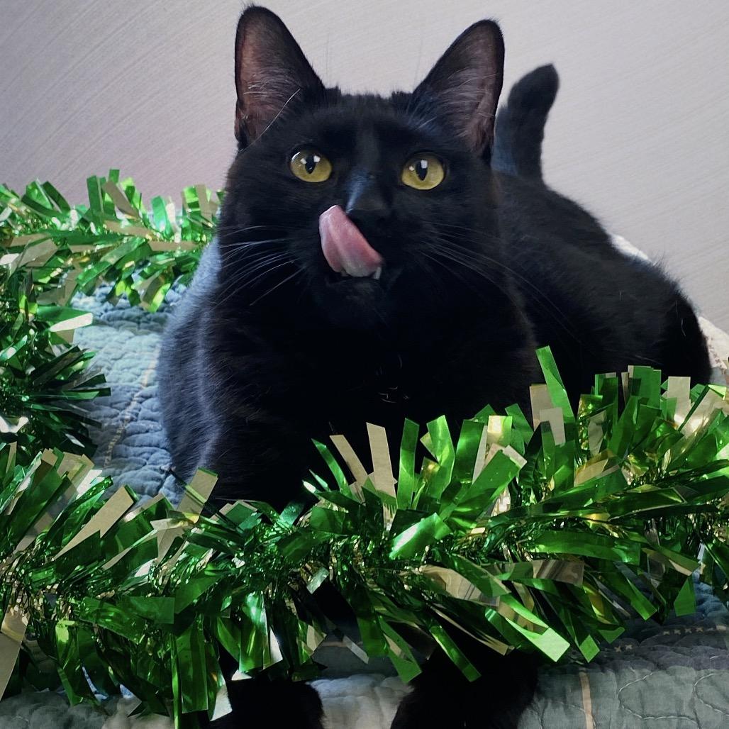 Enlarge Sally, a Adoptable Domestic Medium Hair in Huntsville, AL image 2/6
