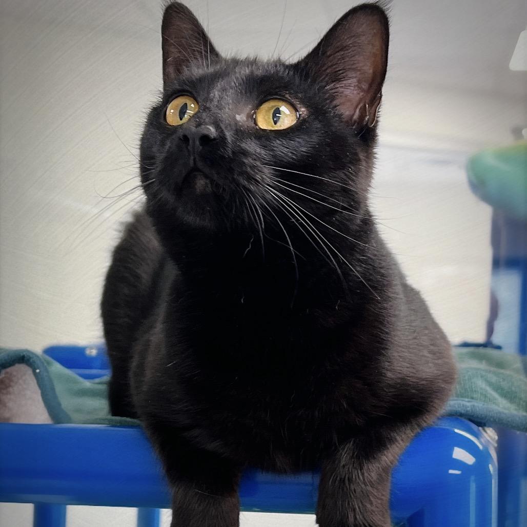 Enlarge Sally, a Adoptable Domestic Medium Hair in Huntsville, AL image 3/6