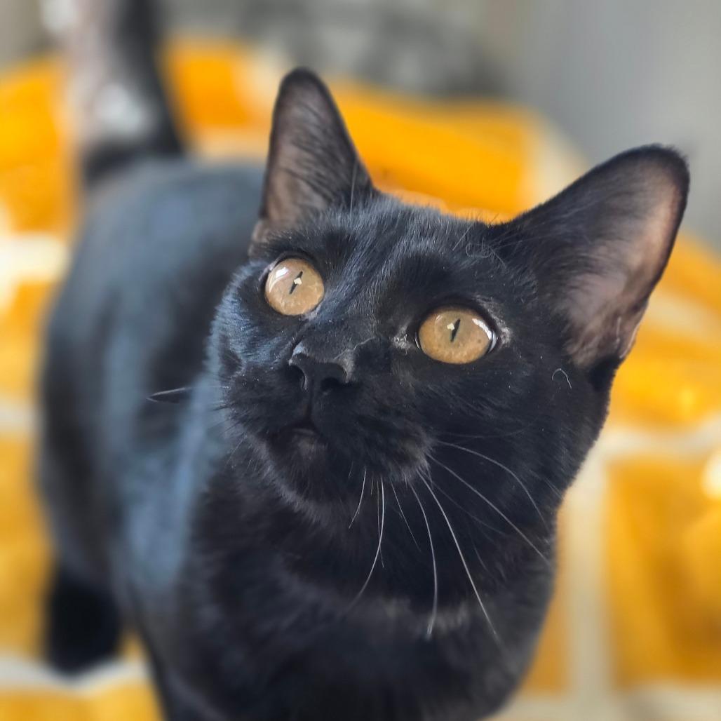 Enlarge Sally, a Adoptable Domestic Medium Hair in Huntsville, AL image 4/6