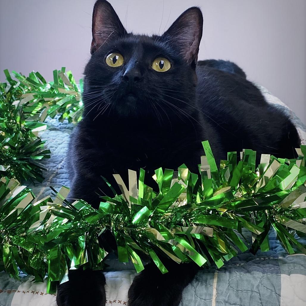 Enlarge Sally, a Adoptable Domestic Medium Hair in Huntsville, AL image 5/6