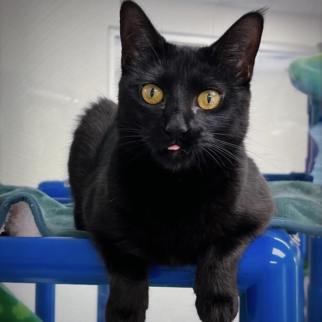 Enlarge Sally, a Adoptable Domestic Medium Hair in Huntsville, AL image 6/6