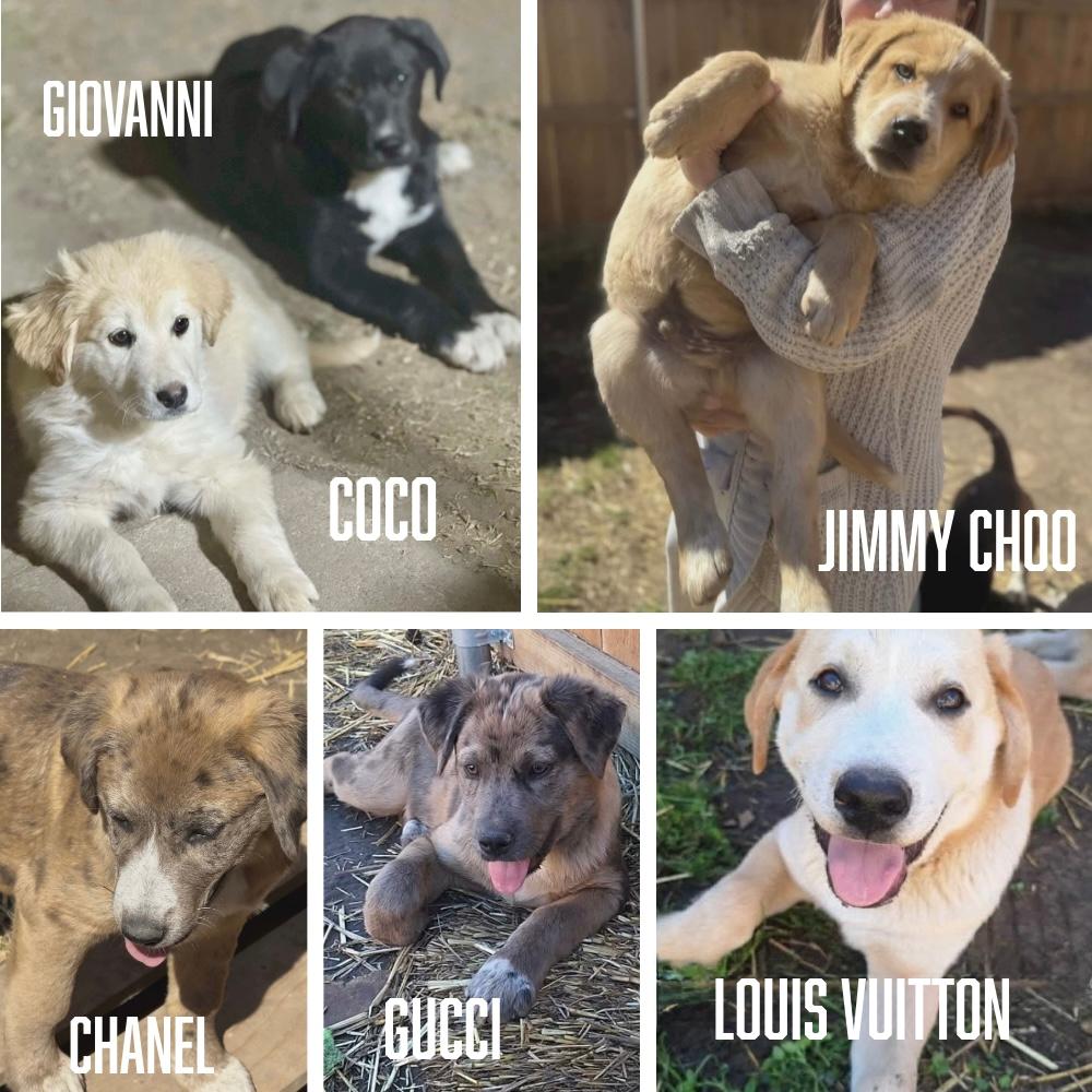 Gucci, ADOPTABLE, Puppy Male Great Pyrenees & Catahoula Leopard Dog.