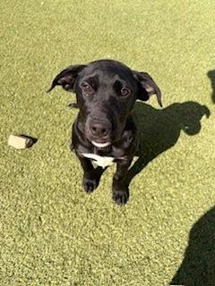 Enlarge Jasper Jones, a Adoptable mixed breed in North Syracuse, NY image 1/2