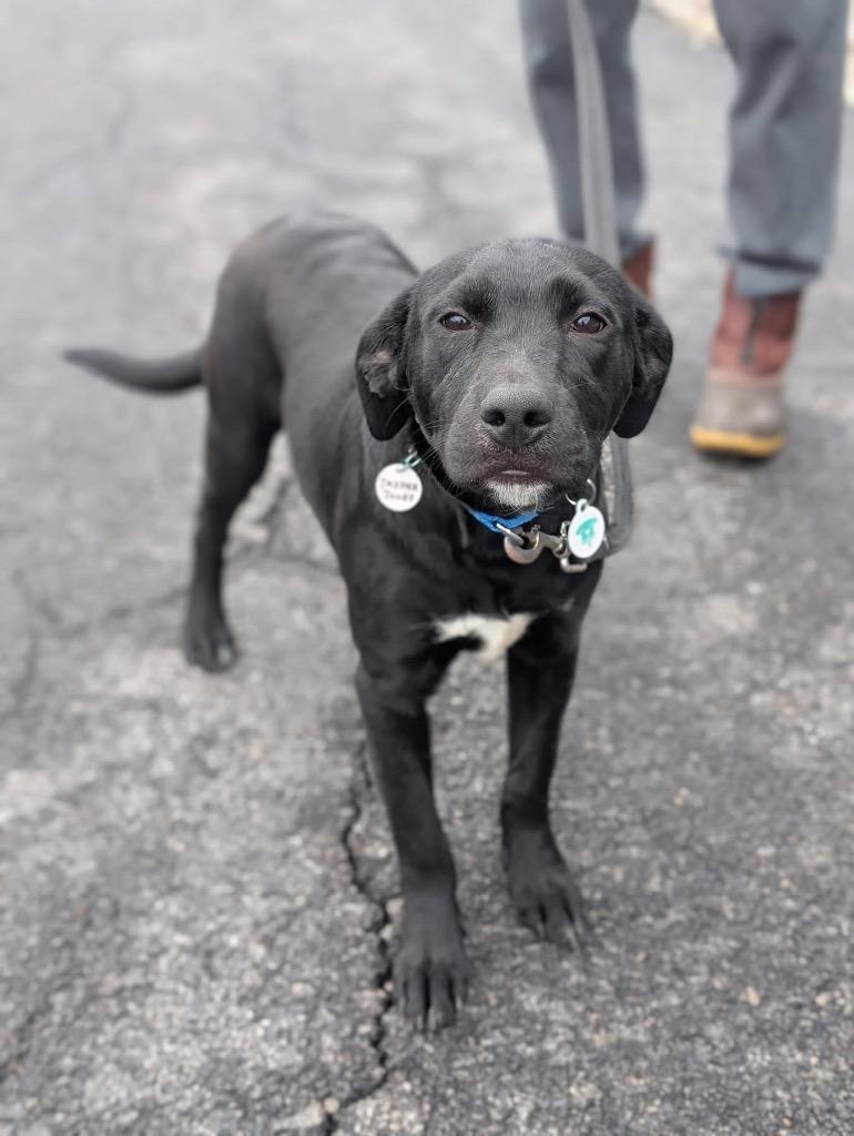 Enlarge Jasper Jones, a Adoptable mixed breed in North Syracuse, NY image 2/2