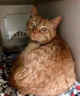 Nicodemus, Adult Male Domestic Short Hair