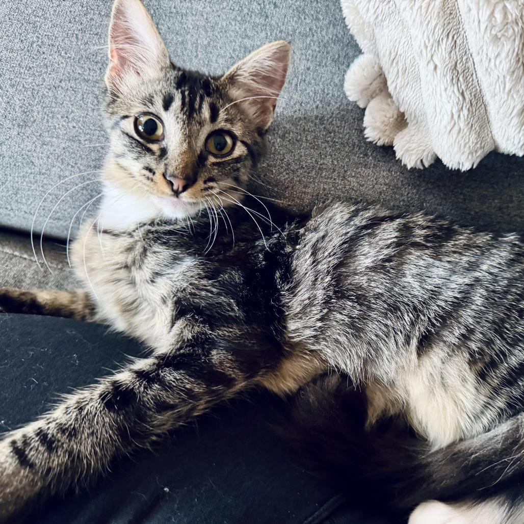 Oki and Owl, a Adoptable Domestic Medium Hair in Portland, OR image 2/5