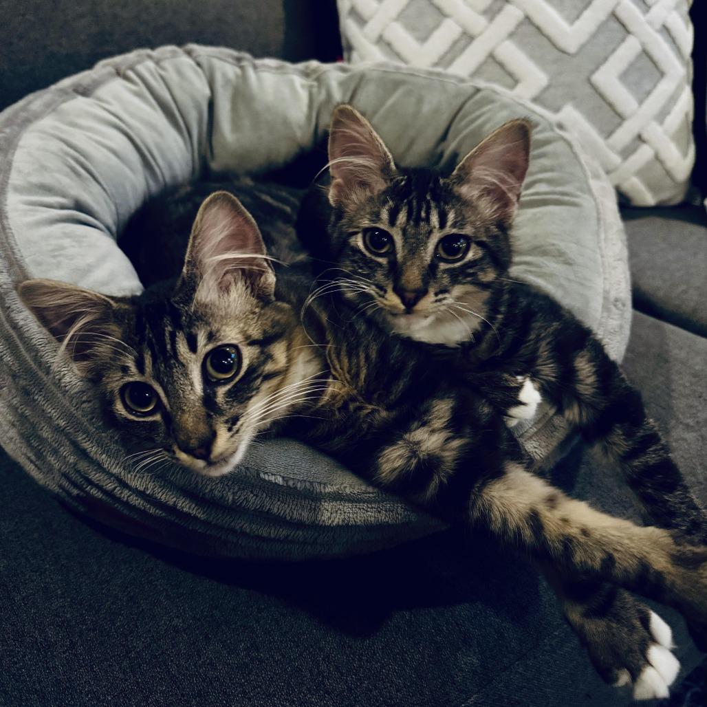Oki and Owl, a Adoptable Domestic Medium Hair in Portland, OR image 1/5
