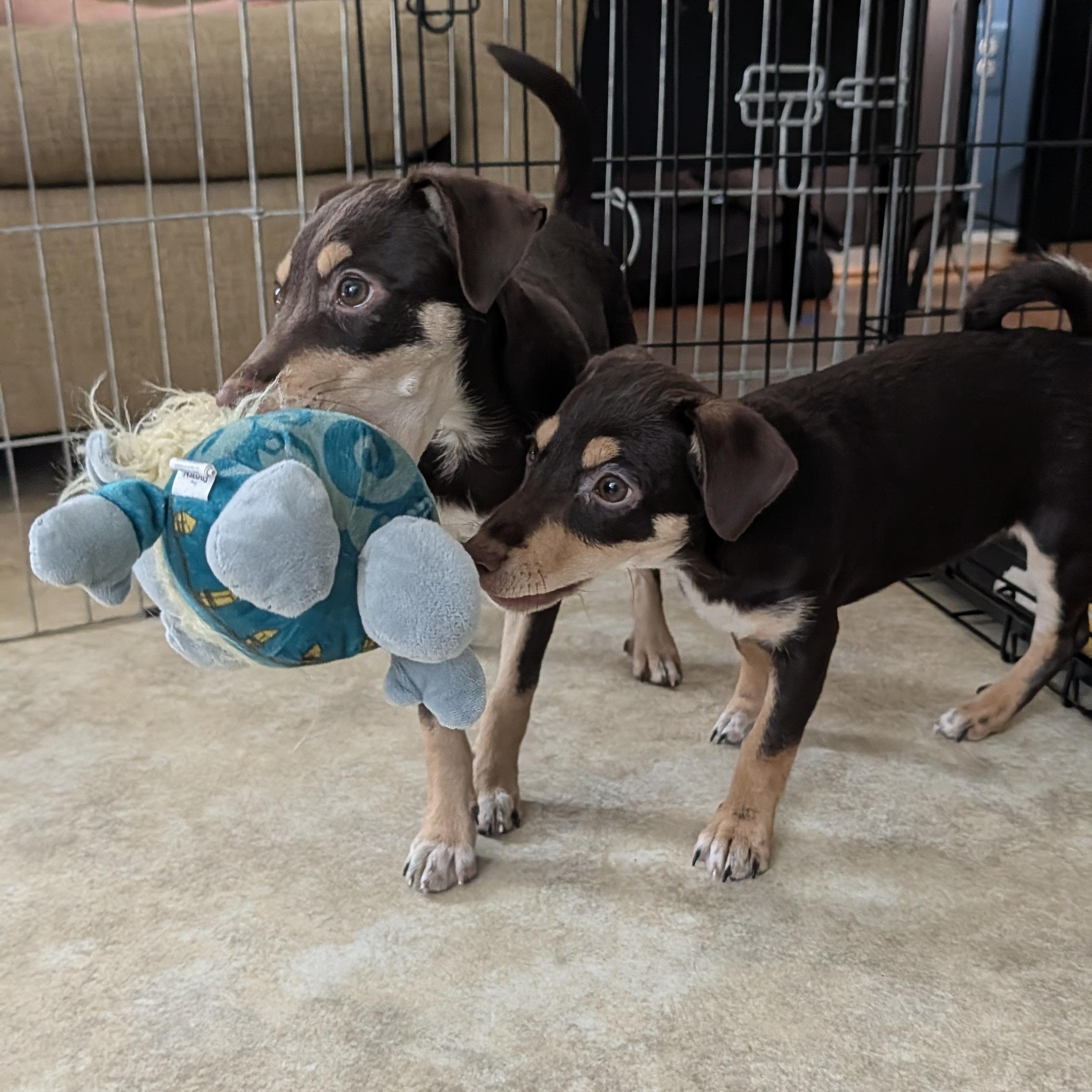 Grace, a ADOPTABLE mixed breed in Columbia, MD image 6/6