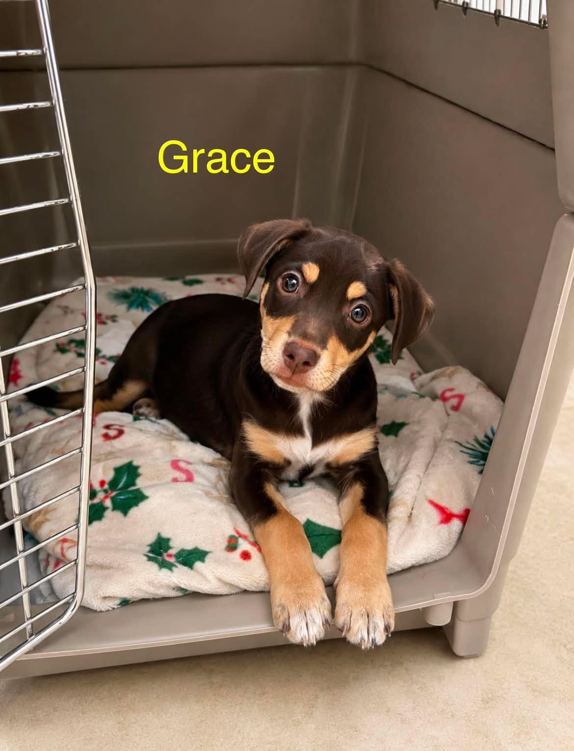 Grace, a ADOPTABLE mixed breed in Columbia, MD image 2/6