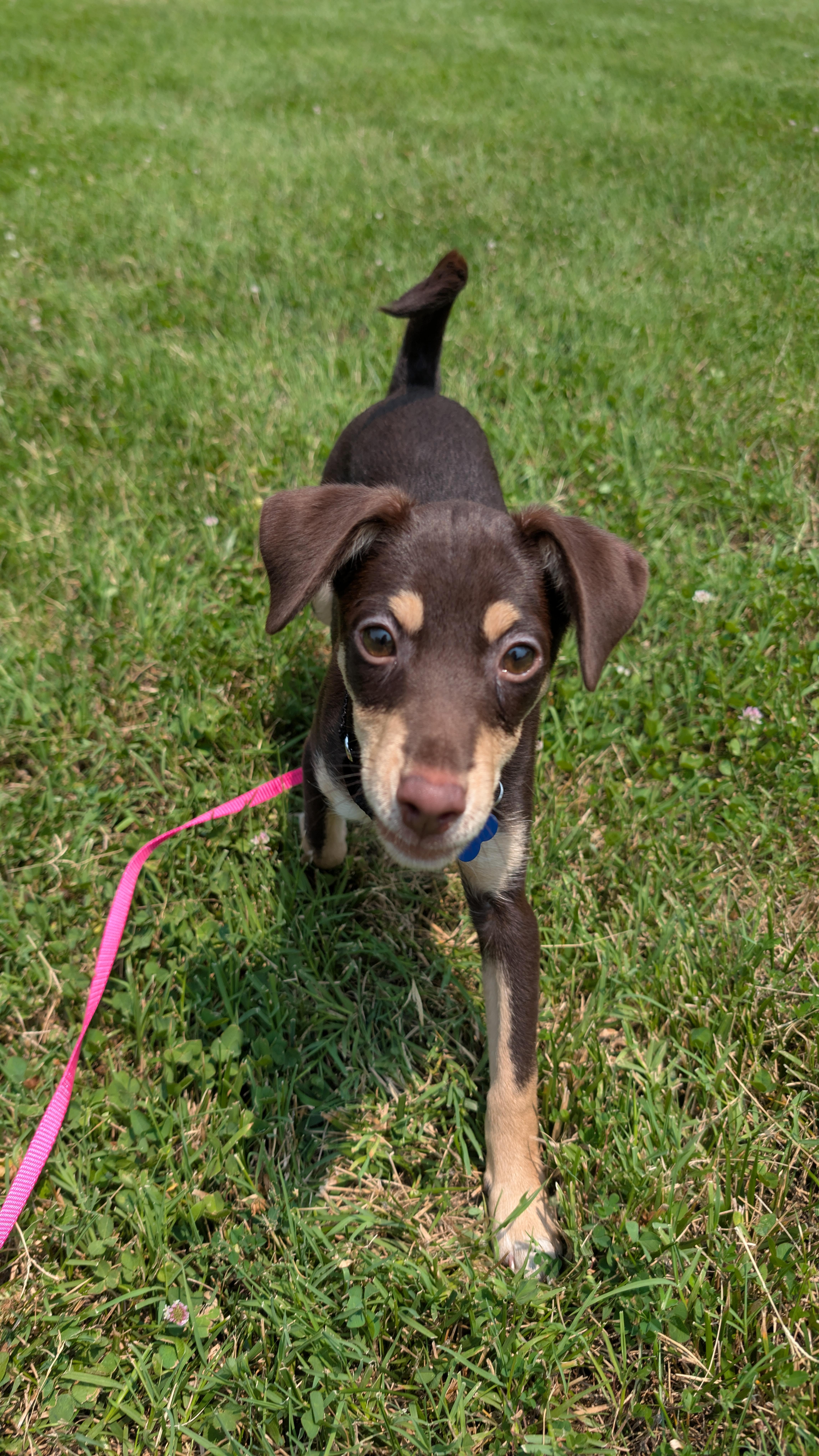Grace, a ADOPTABLE mixed breed in Columbia, MD image 4/6