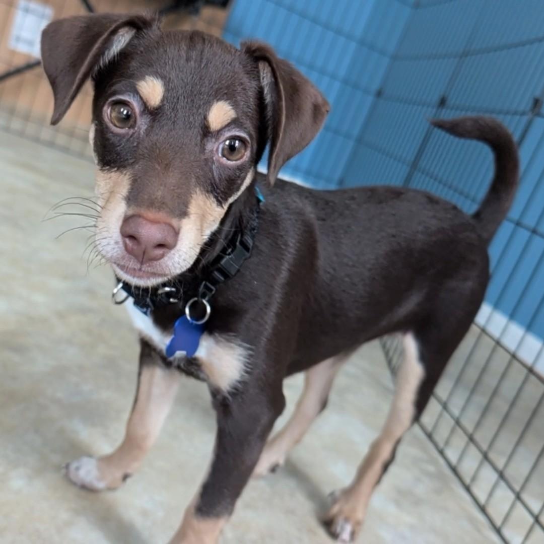 Grace, ADOPTABLE, Puppy Female Chihuahua.