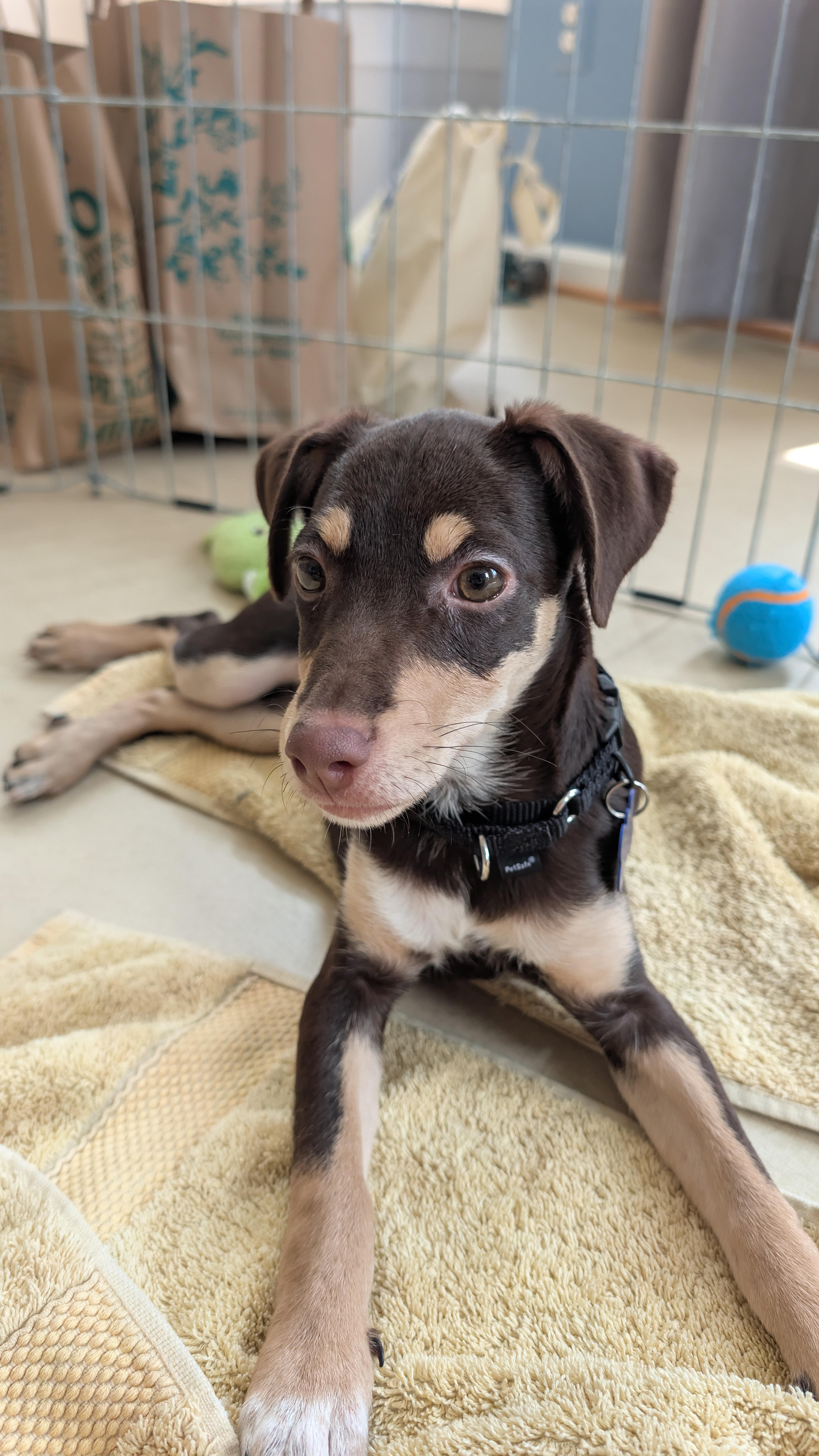Grace, a ADOPTABLE mixed breed in Columbia, MD image 3/6