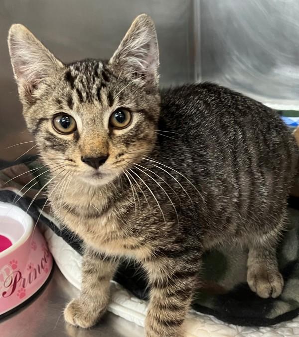 Solaris, Adoptable, Kitten Male Domestic Short Hair.