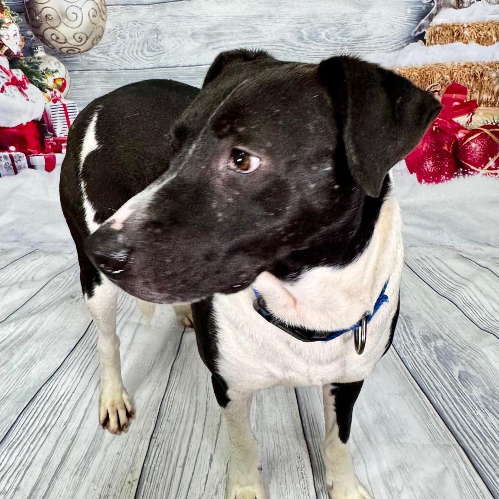 Enlarge Lamar, a ADOPTABLE mixed breed in Franklin, NC image 2/4