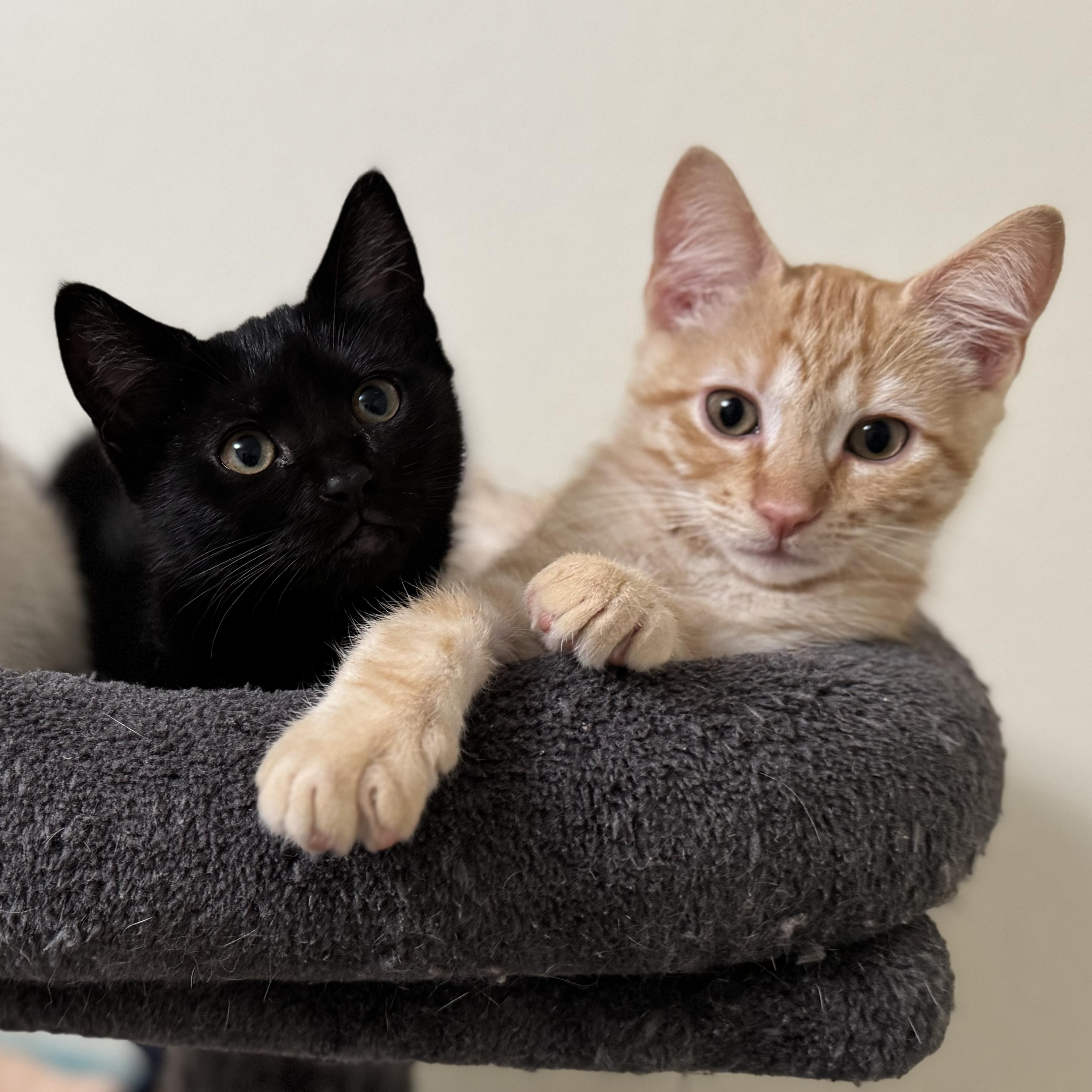 Ebony & Maple, adopted, Kitten Female Domestic Short Hair.