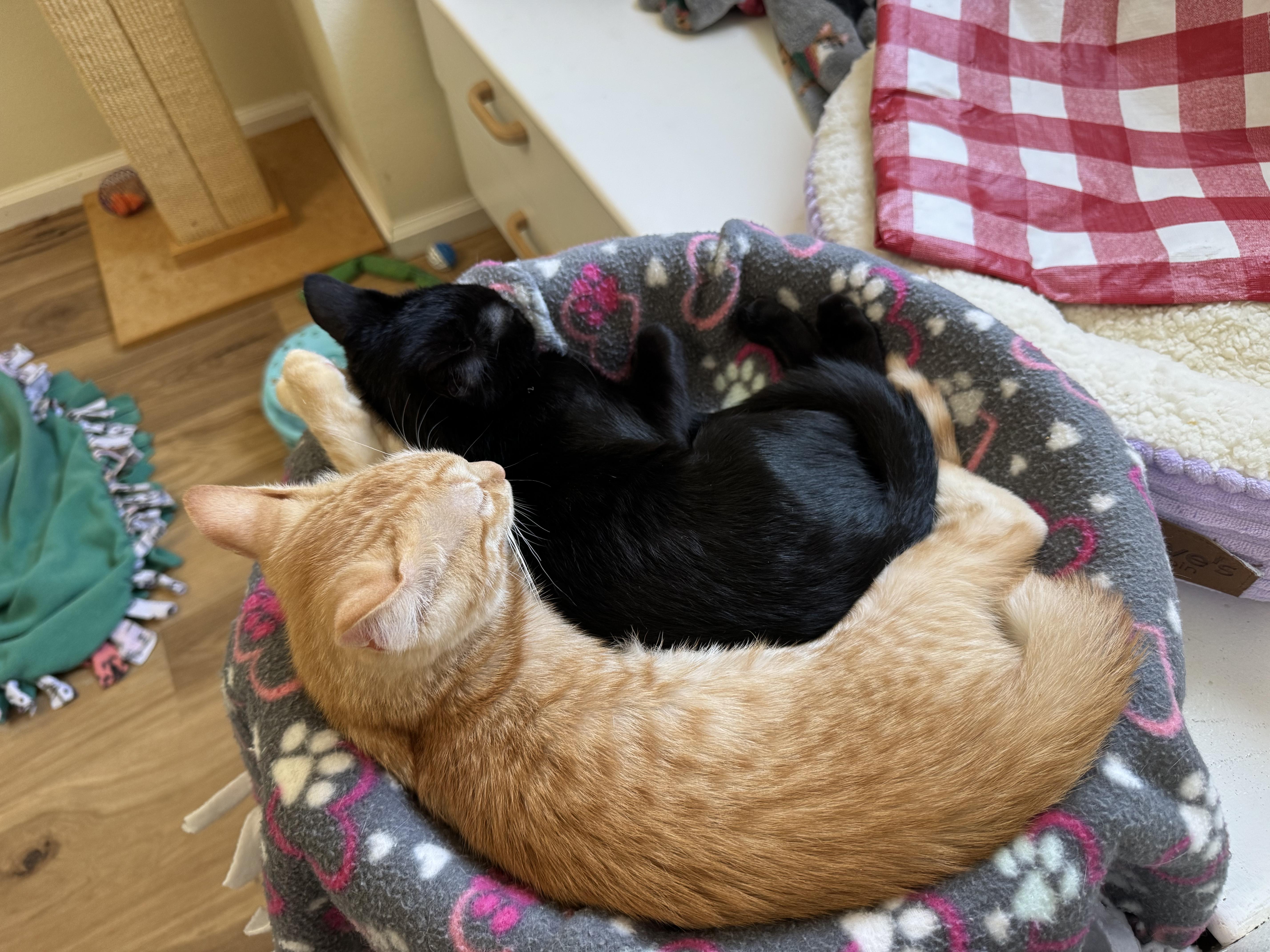 Ebony & Maple, an adopted Domestic Short Hair in Springfield, OR image 4/6